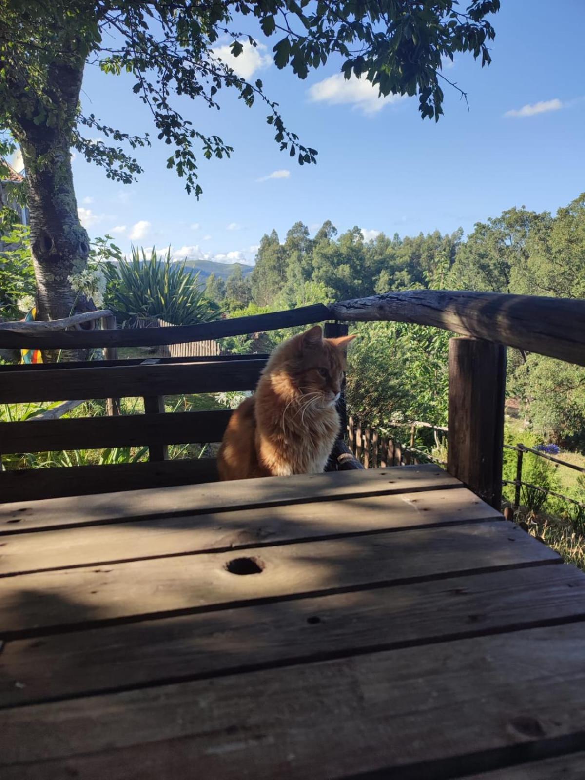 Alojamento Casa Do Cabeco Alombada Macinhata do Vouga Εξωτερικό φωτογραφία